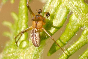 Pityohyphantes.phrygianus.-.lindsey.jpg © James K. Lindsey