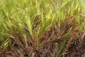 Distichium capillaceum (b, 144346-474700) 3624.JPG © HermannSchachner