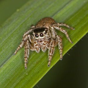 Evarcha.falcata.7328.jpg © Commons
