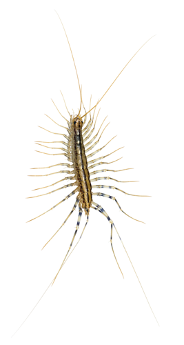 Scutigera coleoptrata MHNT.jpg © Didier Descouens