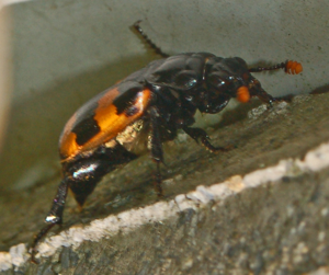 Silphidae - Nicrophorus interruptus-1 (8302402173).jpg © Ettore Balocchi