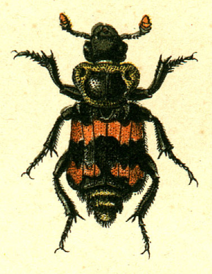 Nicrophorus vestigator.jpg © G.G. Yakobson
