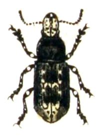 Tropideres.albirostris.-.calwer.30.14.jpg © Commons