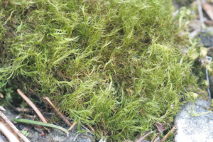 Ditrichum flexicaule (a, 144635-474819) 9927.jpg © HermannSchachner