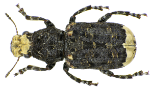Platyrhinus resinosus up.jpg © Siga