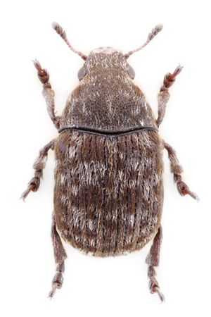 Anthribus nebulosus.jpg © John Hallmén