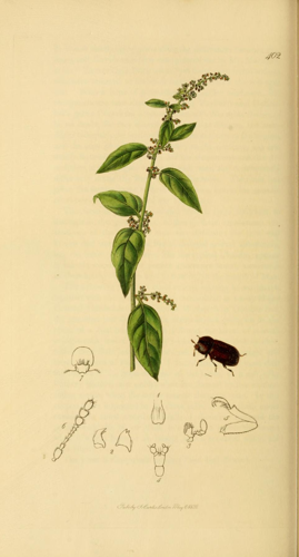 Britishentomologyvolume2Plate402.jpg © Commons