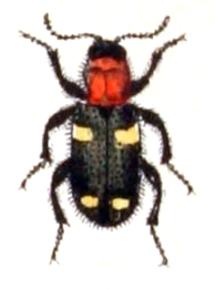 Allonyx.quadrimaculatus.-.calwer.28.13.jpg © Commons