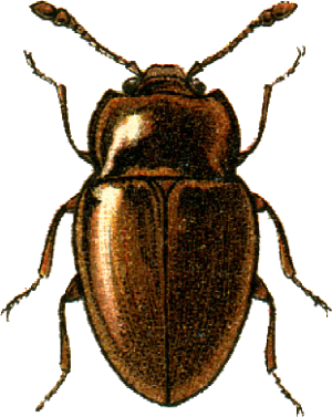 Symbiotes gibberosus Jacobson.png © Georgiy Jacobson