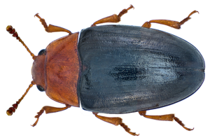 Triplax rufipes (Fabricius, 1787) (14366037156).png © Udo Schmidt from Deutschland