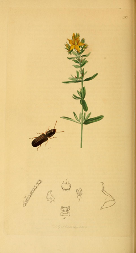 Britishentomologyvolume2Plate510.jpg © Commons