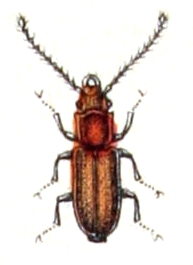 Placonotus.testaceus.-.calwer.15.11.jpg © Commons