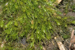 Pleuridium subulatum (a, 144646-474755) 6529.jpg © HermannSchachner