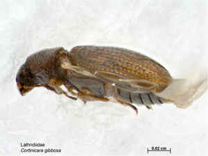 Cortinicara gibbosa.jpg © Caroline Harding, MAF