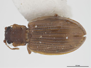 Latridius minutus.jpg © Sarah McCaffrey, Museum Victoria