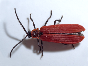 Dictyoptera aurora1.jpg © Commons