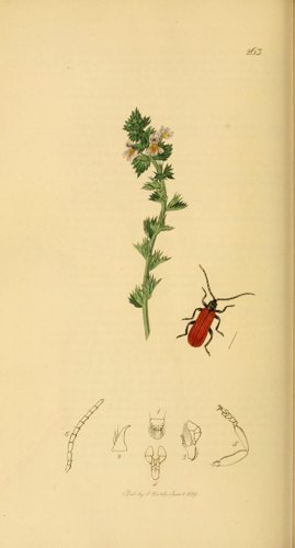 Britishentomologyvolume2Plate263.jpg © Commons