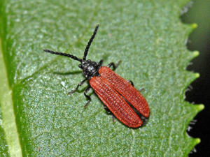 Lycidae - Pyropterus nigroruber.JPG © Hectonichus