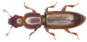 Rhizophagus depressus (Fabricius, 1792).jpg © Udo Schmidt