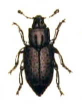 Monotoma.picipes.-.calwer.46.07.jpg © Commons