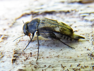 Tomoxia bucephala side.JPG © Siga