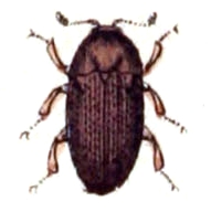 Trixagus.dermestoides.-.calwer.24.19.jpg © Commons