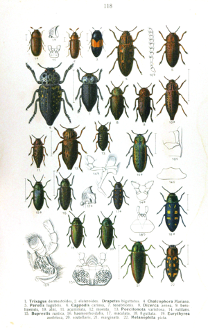 Reitter-1911-plate118.png © Commons