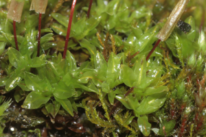 Encalypta vulgaris (b, 153409-482655) 3392.JPG © HermannSchachner