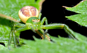 Diaea dorsata - front (aka).jpg © André Karwath aka Aka
