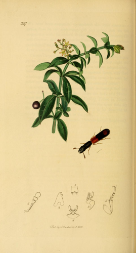 Britishentomologyvolume2Plate327.jpg © Commons