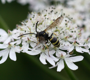 Gorytes sp..jpg © Sandy Rae