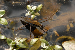 Gerris.thoracicus.-.lindsey.jpg © James K. Lindsey