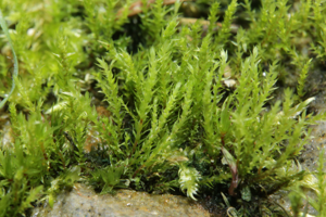 Pohlia annotina (a, 145100-482533) 2080.JPG © HermannSchachner
