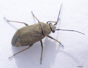 Heterocordylus tibialis 1.jpg © Mick Talbot
