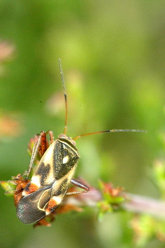 Polymerus.unifasciatus.jpg © James K. Lindsey