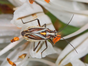 Miridae - Horistus (Primihoristus) orientalis.JPG © Hectonichus