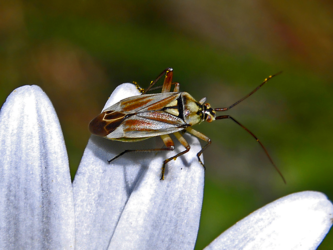 Miridae - Calocoris roseomaculatus.jpg © Hectonichus