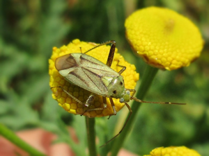 Adelphocoris quadripunctatus (Miridae sp.), Doorwerth, the Netherlands - 2.jpg © Bj.schoenmakers