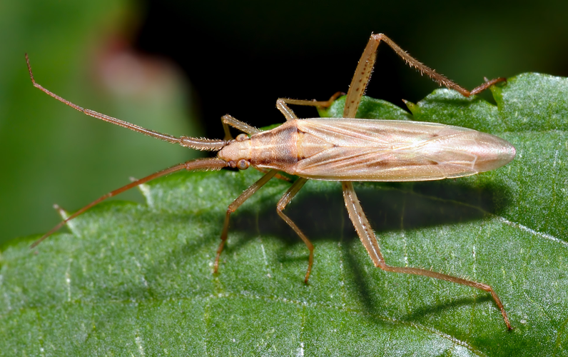 Stenodema laevigatum (aka).jpg © André Karwath aka Aka