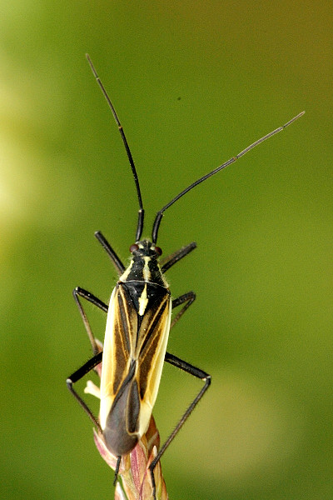 Leptopterna.dolabrata.male.lindsey.jpg © James Lindsey