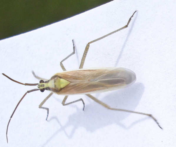 Leptopterna ferrugata 1.jpg © Mick Talbot