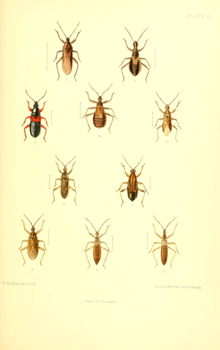 SaundersHemipteraHeteropteraBritishIslandsPlate15.jpg © Edward Saunders