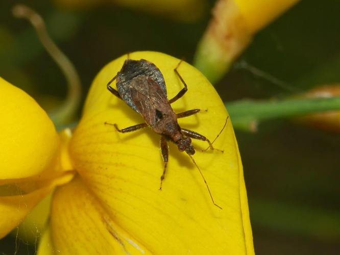 Nabidae - Himacerus (Aptus) mirmicoides-1.JPG © Hectonichus