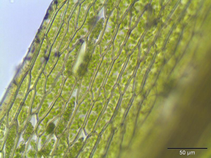 Pohlia melanodon lamina.jpeg © Kristian Peters -- Fabelfroh 13:08, 28 May 2007 (UTC)