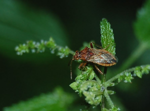 Rhopalus parumpunctatus Schoenfeld 1 km Sued 070802 8 frei b.jpg © Rainer Altenkamp, Berlin