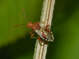 Rhopalidae - Rhopalus subrufus.JPG © Hectonichus