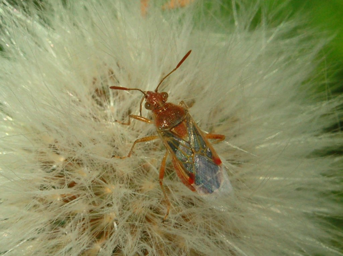 Rhopalidae - Liorhyssus hyalinus.JPG © Hectonichus