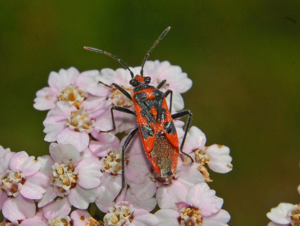 Rhopalidae - Corizus hyoscyami.JPG © Hectonichus