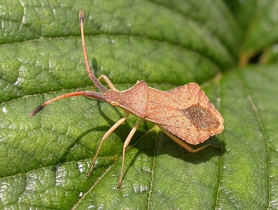 Syromastus rhombeus.jpg © Jean-Jacques MILAN 12:43, 11 July 2005 (UTC)