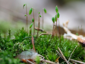 Pohlia nutans.jpeg © Kristian Peters -- Fabelfroh 11:38, 21 April 2007 (UTC)